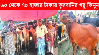 পারাগ্রাম হাট থেকে ৬০ ও ৭০ হাজার টাকায় কুরবানির গরু কিনুন। Paragram haat 2022. | Duronto Pothik