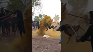 Pr sambavam | #jallikattu #eruthattam #bull #subscribe #shorts