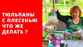 Привезла тюльпаны из Голландии , а они все в плесени... Не выброшу. Совет из Голландии