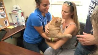 Very fat cat named Simba finds a new home