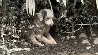 Rescued: The Heartwarming Journey of a Riverbank Dog！