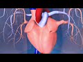 Catheter Ablation: What is it and how does it help an irregular heart beat?