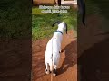 Olahraga dulu sambil jalan jalan #dogar #goat #dombas #music #ternak #animals