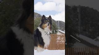 雪に埋まったボールを探すオゥシーが可愛い　#ボーダーコリー #オーストラリアンシェパード #犬との暮らし