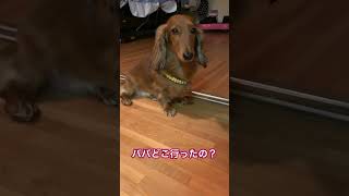 寂しいねぇ寂しいねぇ… #ミニチュアダックスフンド #車椅子生活 #dog