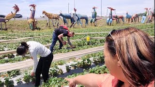 Picking Strawberrys || Root 44 Stellenbosch