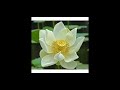 வெண்தாமரை white lotus herbal