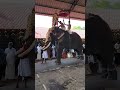 evoor kannan nilavu kariazhak shorts kottarakara kerala_elephants evoor_kannan