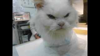 NEW TAOYUAN ANIMAL HOSPITAL  serious chronic renal failure.wmv