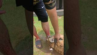 Tiger Bites and Injured my Leg | Nouman Hassan |