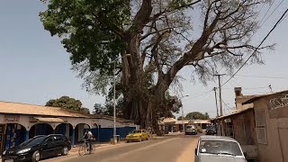 one of the biggest trees in Gambia at  Latrikunda German  Serrekunda and a watermelon salesman