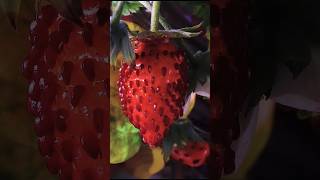 Strawberry 🍓 Time Lapse (100 Days in 30 seconds)