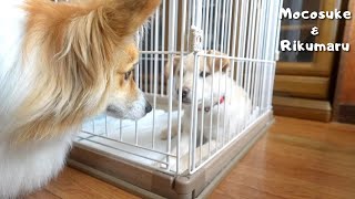 実家でお迎えしたかわいい子犬と初対面した結果・・・/保護犬/パピー/元野犬