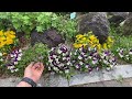 garden tour 김성숙가드너 함께하는 가든투어에요. 작은 정원에 심으면 난감한 정원식물들이 있다고요