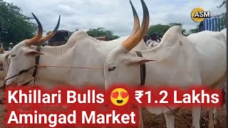 Episode -40| Amingad cattle Market, Bagalkot, Karnataka, India 17th September 2022🇮🇳