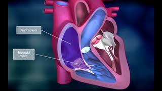 The Heart and the Systemic Circuit