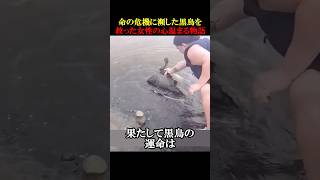 命の危機に瀕した黒鳥を救った女性の心温まる物語 #動物 #感動 #animals