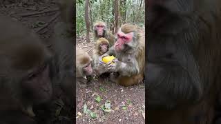 Andy feng feng's brother, the little monkey is not strong enough  #monkey #FengFeng #shorts