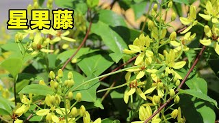 開花成片金燦燦，喜歡爬藤植物可以養“三星果”，一年就能爬滿架【養花匠小齊】