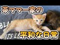 物置に置き去りにされた子猫家族を保護しました（Part12)