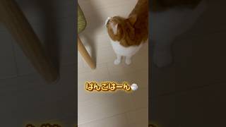 日本語をしゃべる とらのすけ！よーく聞いて下さい😄#shorts #しゃべる猫#喋る猫 #日本語喋る猫#cat #ねこ #保護猫