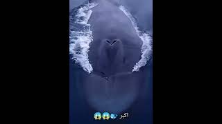 شاهد اكبر 🐋 على الاطلاق ستنصدم من حجمه الكبير#follow #subscribe #foryou #المغرب