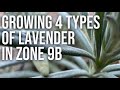 Growing 4 Types of Lavender in Zone 9B