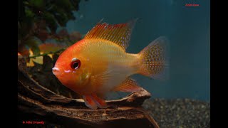 Gold Ram (Mikrogeophagus ramirezi)