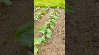 अरबी/कोचाई की खेती,arbi ki kheti| taro root 🫚 farming 🧺🧺 #shorts #farming #arbi #villagelife