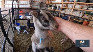 Idaho rancher raising goats to pack gear into backcountry