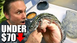 LEOPARD GECKO SET UP FOR UNDER $70 !!! | BRIAN BARCZYK