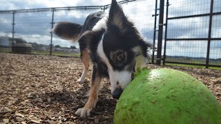 晴れた！！【犬のためのおうちホテルの日常】2023.03.19