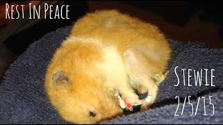 My Hamster Died  (R.I.P Stewie)