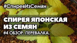 #4 Обзор 3-х месячных сеянцев спиреи, перевалка. Размножение спиреи семенами.