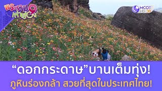 “ทุ่งดอกกระดาษ” ภูหินร่องกล้า สวยสุดในไทย  (13 ม.ค. 67) | พระราม 9 เล่าเรื่อง