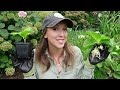 how to propagate hydrangeas a quick easy and effective way to propagate unpatented hydrangeas