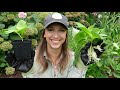 How to Propagate Hydrangeas!!! A Quick, Easy, and Effective Way to Propagate Unpatented Hydrangeas