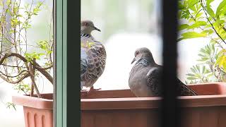 金背鳩 Turtle dove - Couple has Brunch Together