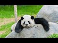 Giant Pandas: Cute animals of animal kingdom | Wild Animals Documentary