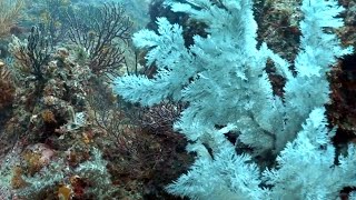 세계 최고의 바다가 한국에?  Scuba Diving, Underwater, Jeju Island, South Korea