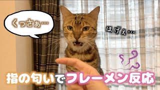 ルトの学習能力がわかる動画 ルトの学習能力がわかる動画