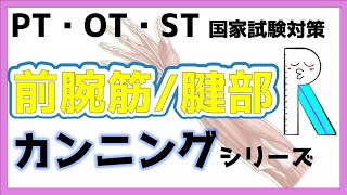 【コレしか勝たん】前腕の筋肉の覚え方　解剖学　リハビリ国家試験対策