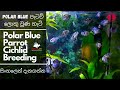 Polar Blue Parrot Cichlid Breeding Video. සිංහලෙන් දැනගන්න​