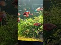 農科觀賞水族展示廳 彩虹魚