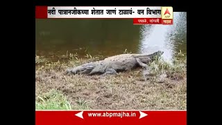 Sangli : padmale : 12 feet Crocadile in krushna River