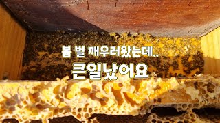 봄 벌 깨우기!