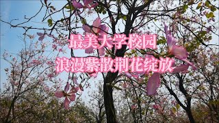 三月广州华南农业大学的紫荆花迎来盛花期，比武汉樱花美吗？