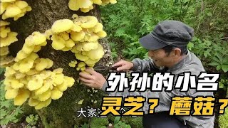 刺老芽要带外孙跑山，给孩子起个小名！野生榆黄蘑10块钱一兜，你会买吗？黄瓜香真是卖货小能手！