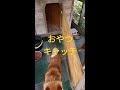 柴犬の！おやつキャッチ！出来てないけど😅