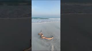 SEA SNAKE #WATERSNAKE #SNAKE #OCEAN #BEACH #NATURE #SHORT